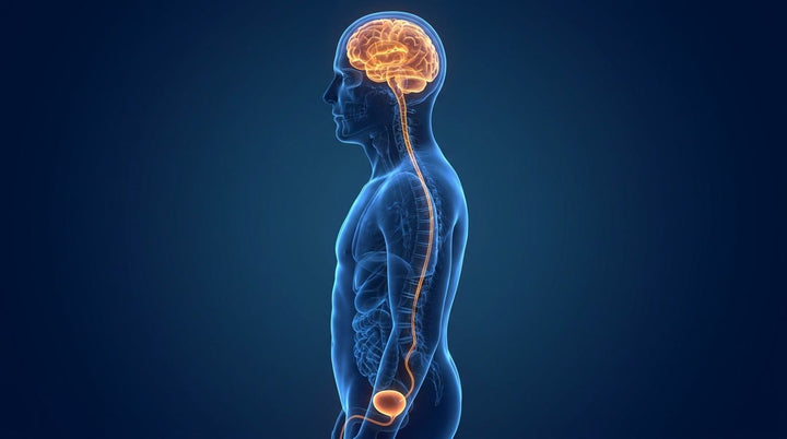 The overlooked circuit: after 50, nighttime signals from the bladder travel to a brain that sleeps more lightly than it used to. Illustration: Nightlong Journal.