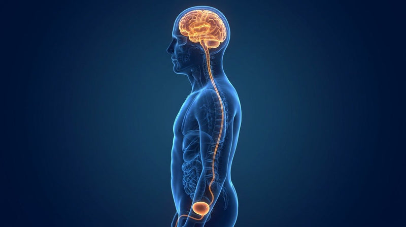 The overlooked circuit: after 50, nighttime signals from the bladder travel to a brain that sleeps more lightly than it used to. Illustration: Nightlong Journal.